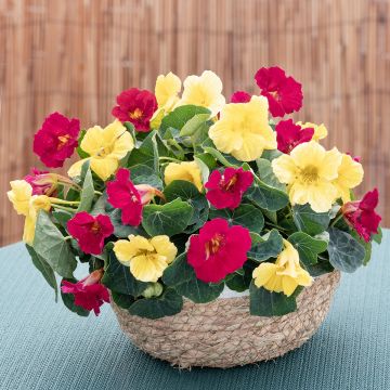 Graines de Capucine naine Baby Lemon Raspberry