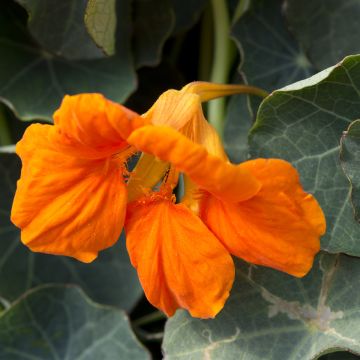 Graines de Capucine naine Baby Orange - Tropaeolum minus