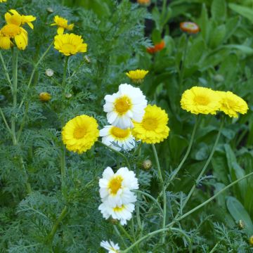 Chrysanthemum Polar Star 