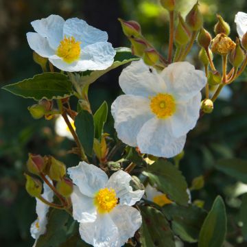 Graines de Ciste à feuilles de laurier - Cistus laurifolius