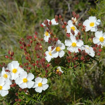 Graines de Ciste de Montpellier - Cistus monspeliensis