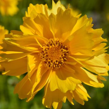 Coreopsis Grandiflora Presto 