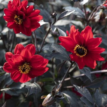 Dahlia des Jardins simples nains Piccolo en mélange - Dahlia variabilis