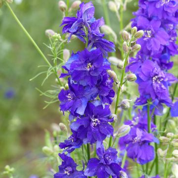 Graines de Delphinium Qis White - Pied d'alouette annuel