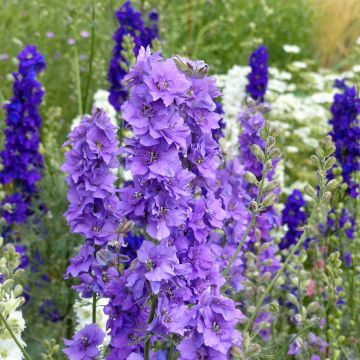 Graines de Delphinium Qis White - Pied d'alouette annuel