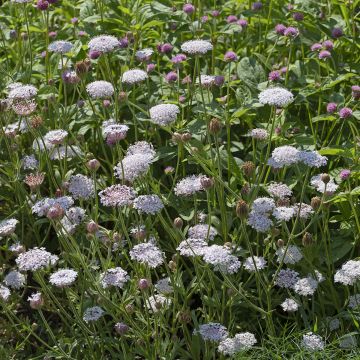Graines de Centaurée scabieuse - Centaurea scabiosa