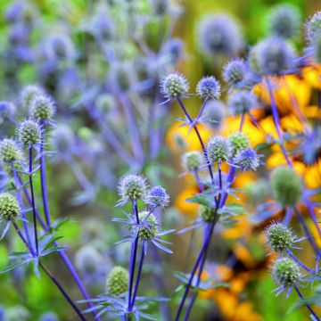 Eryngium Giganteum Miss Willmotts Ghost 