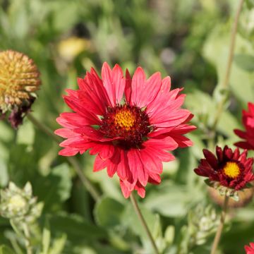 Graines de Gaillarde vivace Burgunder - Gaillardia x grandiflora