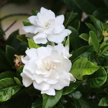 Graines de Gardenia jasminoides - Gardénia