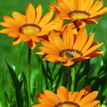 Graines de Gazania Zany F1 Orange (graines pelliculées)