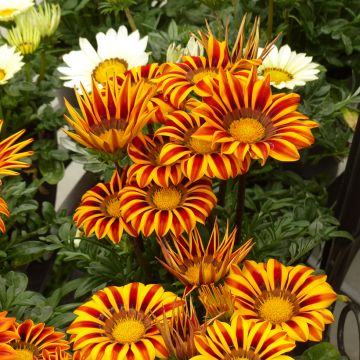Graines de Gazania Zany F1 Orange Flame