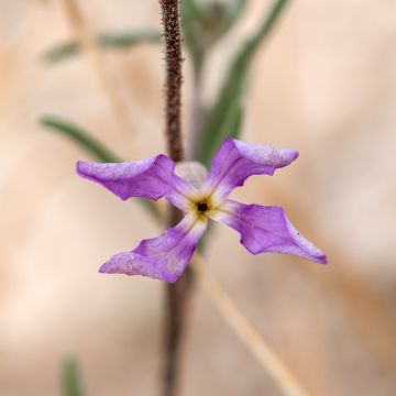 Graines de Giroflée du Soir Scentsation en mélange - Matthiola longipetala bicornis