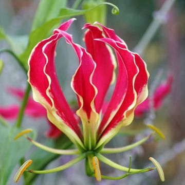 Gloriosa superba Mixed (Lis Glorieux Grimpant)