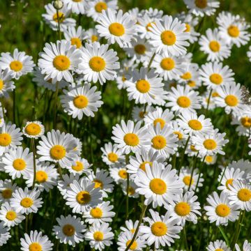 Graines de Grande Marguerite - Leucanthemum x superbum