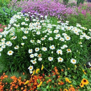Graines de Grande Marguerite - Leucanthemum x superbum