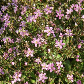 Graines de Gypsophile elegans Covent Garden - Gypsophila Elegans