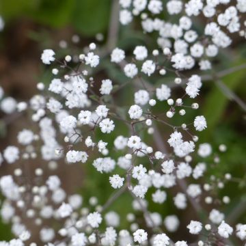 Graines de Gypsophile paniculée Œillet d’Amour