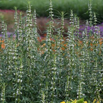 Salvia sclarea var. turkestanica - Sauge sclarée 
