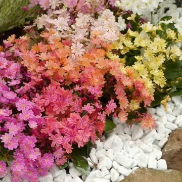 Lewisia Cotyledon Galaxy Mixed 