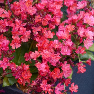 Lewisia Cotyledon Galaxy Mixed 