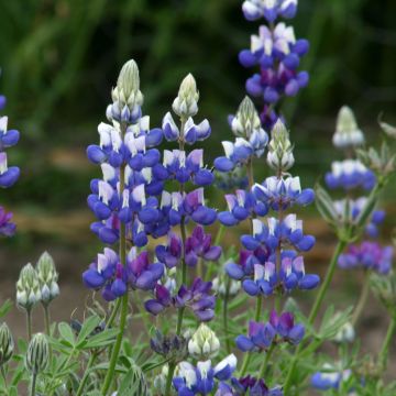 Lupin de Hartweg en melange - Lupinus hartwegii