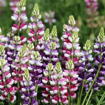 Graines de Lupin annuel Avalune Red-White - Lupinus hartwegii