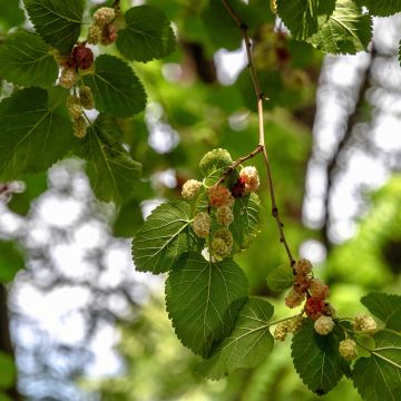 Graines de Mûrier blanc - Morus alba