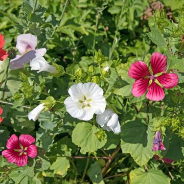 Graines de Malope trifida Mixed - Malope en mélange