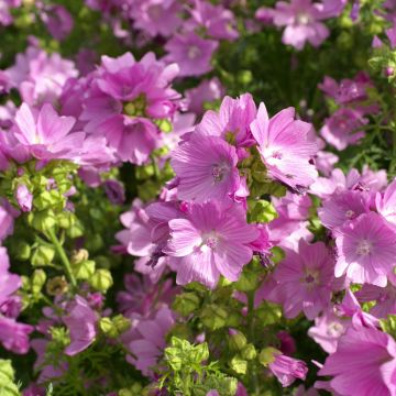 Malva Moschata Snow White 