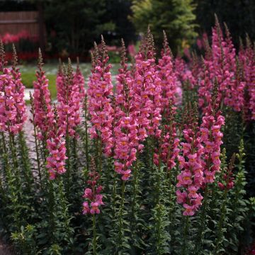 Graines de Muflier hybridePurple Twist F1 - Antirrhinum majus