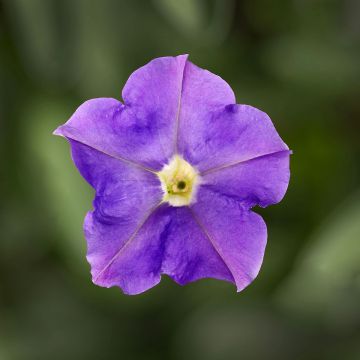 Petunia Double Cascade Blue F1 Hybrid 