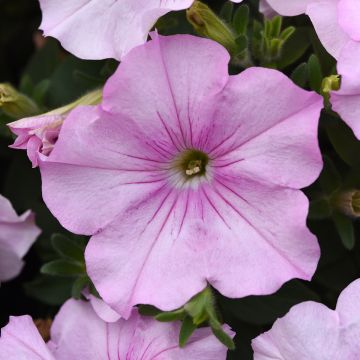Petunia Hybrida Salmon Velvet F1 Hybrid 