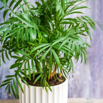 Phoenix canariensis - Palmier, Dattier des Canaries.