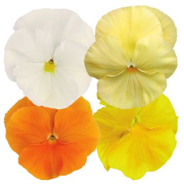 Pensée Majestic Giants Mixed F1 Hybrid 