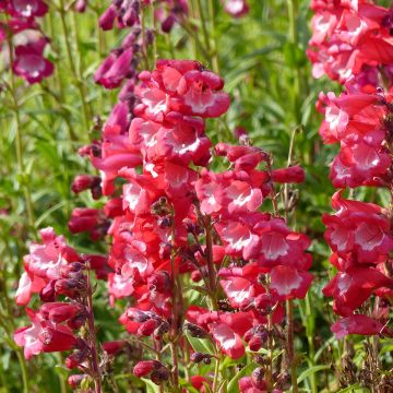 Graines de Penstemon Wedding Bells (hartwegii sensations) - Galane en mélange