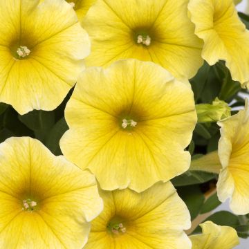 Pétunia retombant F1 Easy Wave Red - Petunia x hybrida hedgiflora