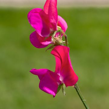 Graines de Pois de Senteur Miss Willmott - Lathyrus odoratus grandiflora