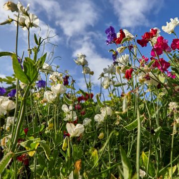Graines de Pois de senteur Winter Sunshine Navy - Lathyrus odoratus