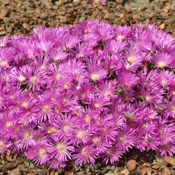 Graines de Pourpier de Cooper Stardust - Delosperma floribundum Stardust