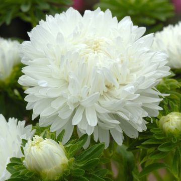 Graines de Reine-Marguerite Matsumoto Formula Mixture - Callistephus chinensis