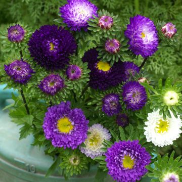 Reine Marguerite Garden Hit Blue Tipped White