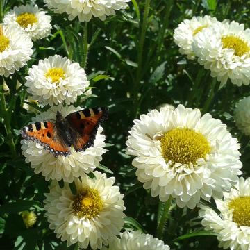 Graines de Reine-Marguerite Matsumoto Formula Mixture - Callistephus chinensis