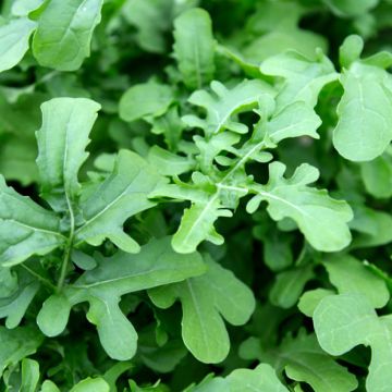 Roquette cultivée Esmée BIO