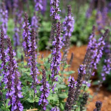 Salvia Horminum Claryssa Mixed 