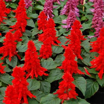 Salvia Splendens Red Arrows