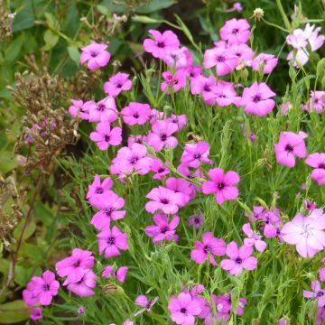 Graines de Silene Patio Mixed - Silene oculata en mélange