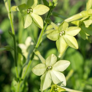 Graines de Nicotiana Lime Green - Tabac d'ornement.