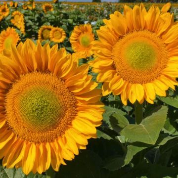 Tournesol Sunrich Orange F1 - Helianthus annuus