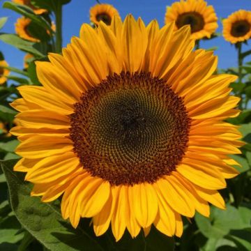 Tournesol Sunrich Orange F1 - Helianthus annuus