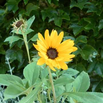 Graines de Tournesol Gold and Silver - Helianthus argophyllus